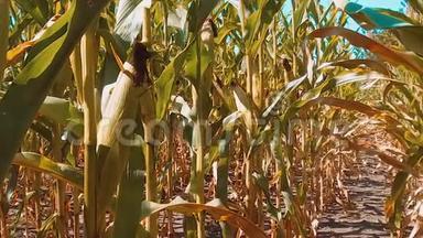 有机玉米田干熟生活方式玉米的农业。 概念玉米收获天然产品农业